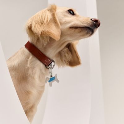 Accessories and gifts for dogs: collars and leashes | Hermès
